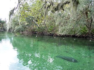 Blue Spring State Park