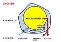 1. Lipolysis in adipocyto