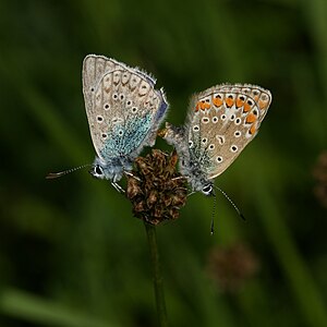 ♀ ♂ Plebeius argus (Silver-studded Blue), mating