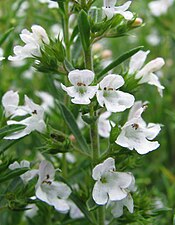 I den fullt utslagna blomman syns ståndarnas gulbruna knappar