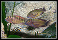 Tropheus Moorii "Red Rainbow" (Kasanga)