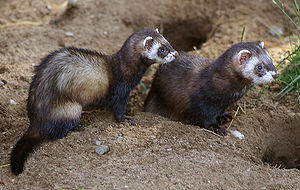 (Europeesk) Elken (Mustela putorius) LC - least concern (ei trüüwet)