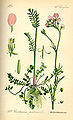 Botanical illustration from Otto Wilhelm Thomé Flora von Deutschland, Österreich und der Schweiz 1885, Gera, Germany