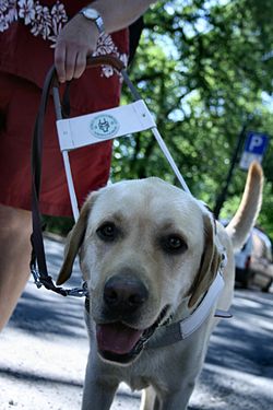 En labrador retriever-førerhund på jobb.