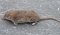 Crocidura russula (cat.)