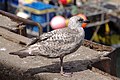 * Nomination Scarborough fish market. Mattbuck 02:00, 20 March 2013 (UTC) * Decline The head is definitely too blurry. In animal images head is important unless image depicts some specific part of body. --Tupungato 07:52, 20 March 2013 (UTC)