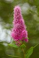 Spiraea × billardii