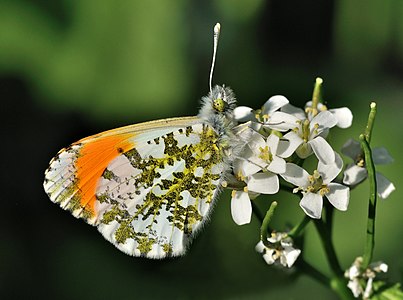 ♂ Anthocharis cardamines (Orange Tip)