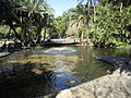 Ponds at the Brisbane City Botanic Gardens.