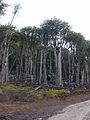 Lengas Forest on Picton Island