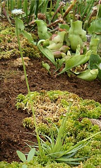 Hábito de Eriocaulon compressum, notar la inflorescencia.