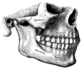 Vista laterale di denti, mandibola e mascella. L'osso zigomatico è visibile al centro.