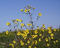 Helianthus giganteus