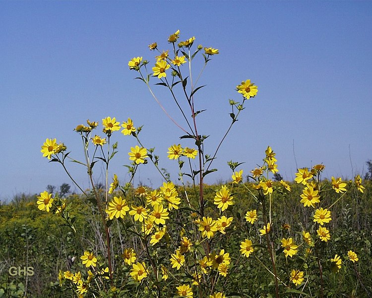 File:Helianthus giganteus.jpg