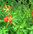 Lilium pardalinum ssp. pitkinense