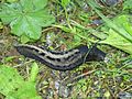 (Limax cinereoniger)