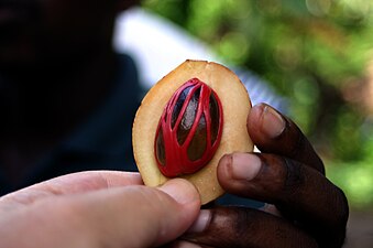 Delad frukt med fröhyllet runt nöten innerst.