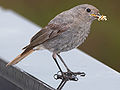 Female black redstart (Phoenicurus ochruros).