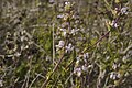 Salvia mellifera