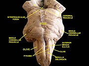 Brainstem. Anterior face.Deep dissection