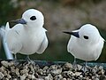 Midway Atoll, Hawaii