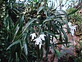 Coelogyne cristata var. hololeuca