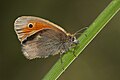 Coenonympha pamphilus