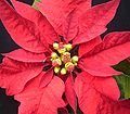 Hochblatt des Weihnachtssterns (Euphorbia pulcherrima) mit auffällig roter Färbung