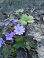 Hepatica transsylvanica