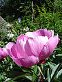 Paeonia lactiflora