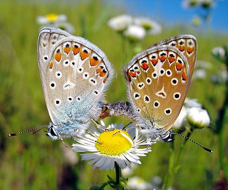 Two butterflies mating (Polyommatus icarus Rott.) Photograph: Mihaela Jurković