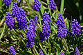 * Nomination Grape Hyacinth (Muscari neglectum), in a garden,France. --JLPC 17:43, 24 March 2013 (UTC) * Promotion Good quality. --JDP90 17:57, 24 March 2013 (UTC)