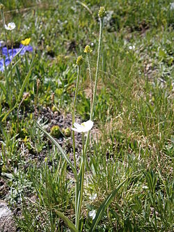 Ranunculus kuepferi in de Savoie