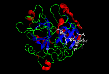 Main image on thrombin. Black background, blue beta-sheets, red alpha-helices, yellow loops, cyan substrate