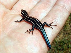 Description de l'image 5Lined-Skink.jpg.