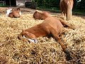 A horse laying down to rest.