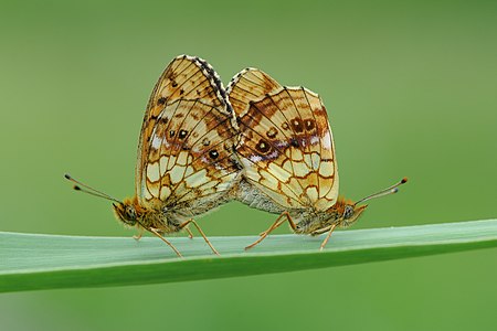 ♀ ♂ Brenthis ino (Lesser Marbled Fritillary), mating