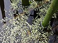 Common Duckweed (Lemna minor)