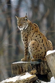 « Ne crois jamais que je ne t'ai pas vu. » Lynx lynx ou Lynx boréal.