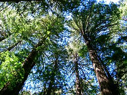 Muir Woods National Monument, California, United States