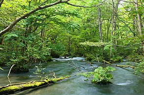 Aomori prefekturasidagi Oirase daryosi