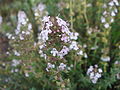 Thymus Thymus maroccanus.JPG