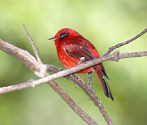 Chipe rojo (Cardellina rubra).