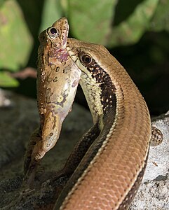 Eutropis macularia (Bronze Grass Skink) eating a Anura sp. (Frog)