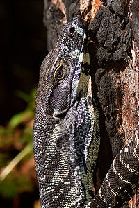 Varanus varius (Lace Monitor)