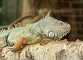 Grüner Leguan (Iguana iguana)