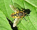 Helophilus affinus. Fam. Syrphidae (Diptera)