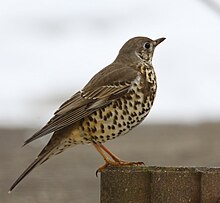 Turdus viscivorus -Netherlands-8.jpg