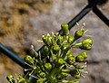 * Nomination: Blütenstand einer Weinrebe.--Fischer.H 08:07, 27 May 2018 (UTC) * Review Some ringing evident on the lighter portions of the plant --Daniel Case 05:31, 3 June 2018 (UTC)