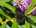 Xylocopa (Xylocopinae)